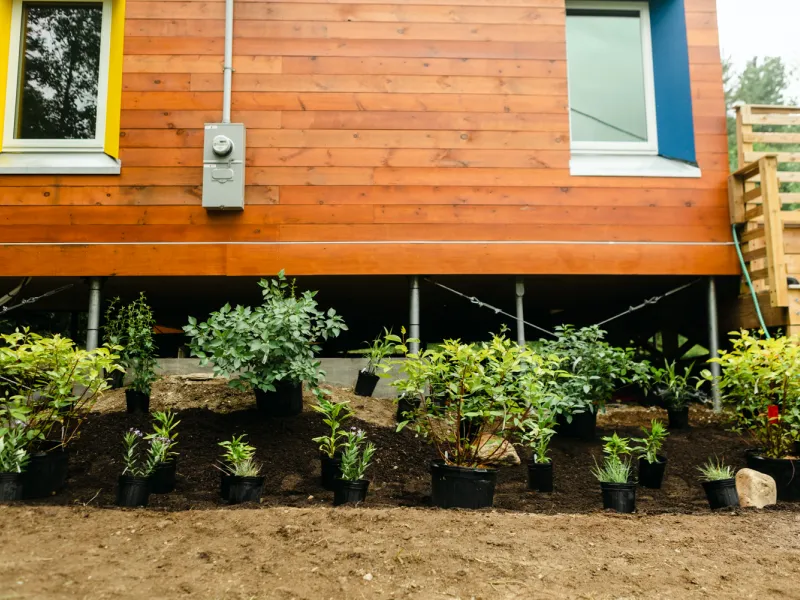 Several plants lined up in a bed in front of the bunkhouse, waiting to be planted