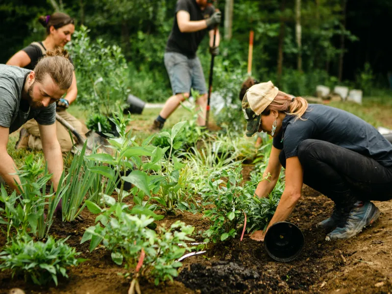 Several people install plants in a rain garden