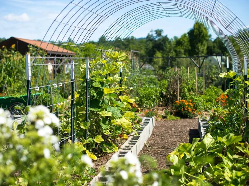 Healthy Vegetable Garden in the Sun