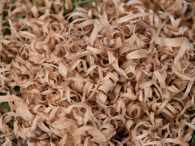 A close up image of a pile of wood shavings.