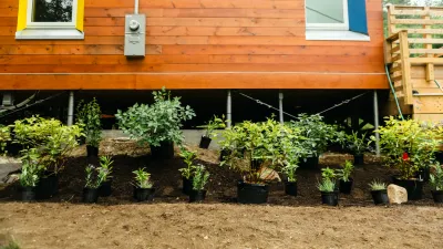 Several plants lined up in a bed in front of the bunkhouse, waiting to be planted