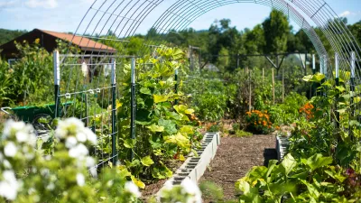 Healthy Vegetable Garden in the Sun