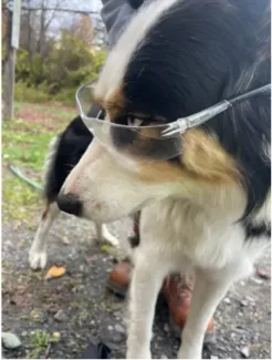 Aspen, a border collie mix, shown wearing safety glasses