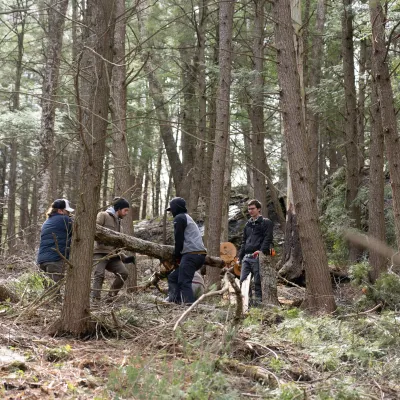 Students pull a felled tree out of a forest
