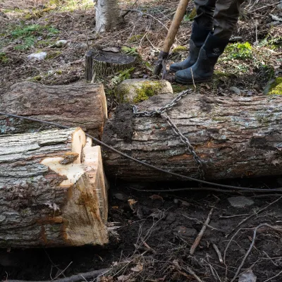 Two cut logs, one with chains around it, lie on the forest floor