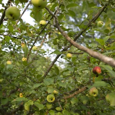 Detail shot of apples ripening on the tree